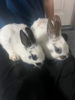 Super schattige dwergkonijntjes, Dieren en Toebehoren, Konijnen