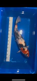 Showa te koop, Dieren en Toebehoren, Karper of Koi