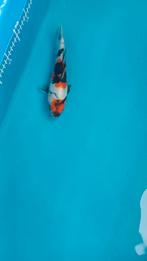 Japanse koi doitsu maruten showa, Karper of Koi