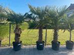 Palmbomen trachycarpus fortunei!, Tuin en Terras, Bloembollen en Zaden, Ophalen