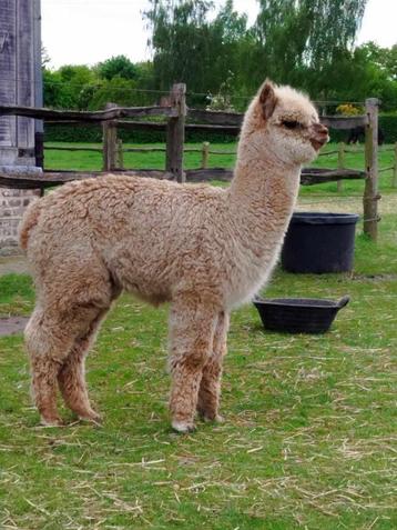 Mooie rastypische alpacaveulens beschikbaar voor biedingen