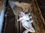 Veel keuze in Vlaamse reuzen, Dieren en Toebehoren, Konijnen