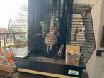 Parkiet met vogelkooi en toebehoren., Animaux & Accessoires, Oiseaux | Cages & Volières, Enlèvement, Comme neuf, Métal, Cage à oiseaux