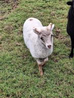 Heel mooi ouessant rammetje, Dieren en Toebehoren, Schapen, Geiten en Varkens, Mannelijk, Schaap, 0 tot 2 jaar