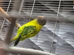 Vroege jonge pruimkoppen 40 € stuk, Dieren en Toebehoren, Vogels | Parkieten en Papegaaien, Vrouwelijk, Parkiet