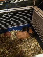 Cavia en toebehoren, Maart, Mannelijk, Cavia