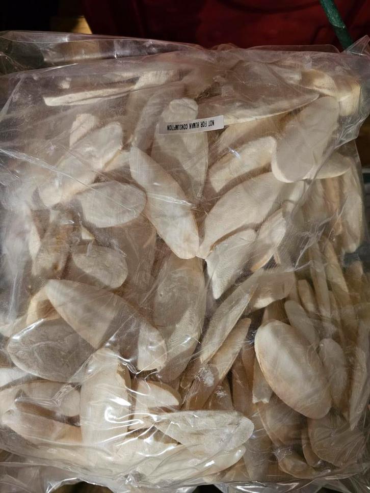 Sepia 10 - 12cm - 100 gram - Shop Online, Dieren en Toebehoren, Reptielen en Amfibieën | Toebehoren, Ophalen