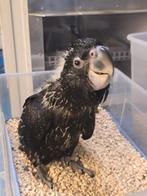 Tamme baby Banksii Kakatoe, zwarte roodstaart kakatoe pop, Dieren en Toebehoren, Vogels | Parkieten en Papegaaien, Vrouwelijk