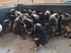 Kuikens, Mechelse koekoek, Dieren en Toebehoren, Geslacht onbekend, Kip