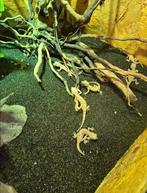 Stenodactylus stenodactylus nakweek, Amphibien