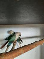 Pruimkoppen en Pyrrhura mutaties, Dieren en Toebehoren, Vogels | Parkieten en Papegaaien