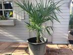 Palmboom Trachycarpus Fortunei, Tuin en Terras, Planten | Bomen, Ophalen, Palmboom