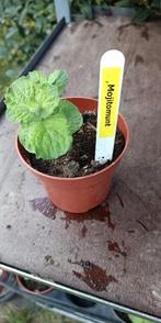 Mojitomunt, Vaste plant, Ophalen of Verzenden, Halfschaduw, Kruiden