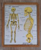 Oude schoolkaarten anatomie, Verzamelen, Ophalen, Gebruikt