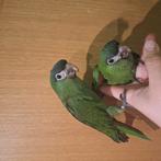 Ara Nobilis getemd tegen 2025, Meerdere dieren, Papegaai, Geringd