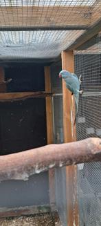 Rosella en halsketting, Dieren en Toebehoren