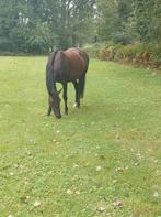 18-jarige merrie, Dieren en Toebehoren, Paarden, Merrie, Recreatiepaard