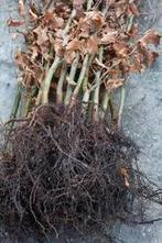 Bosplantgoed / haagplanten blote wortel op bestelling, Tuin en Terras, Planten | Tuinplanten, Ophalen, Vaste plant