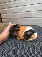 Borstel 3kleur beer, Dieren en Toebehoren, Knaagdieren, Cavia, Februari, Mannelijk, Tam