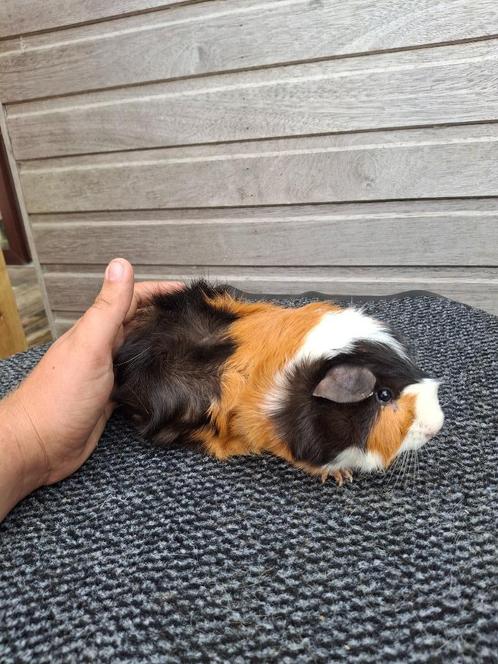 Borstel 3kleur beer, Dieren en Toebehoren, Knaagdieren, Mannelijk, Cavia, Februari, Tam