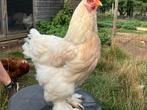 Brahma groothoender hen, Dieren en Toebehoren