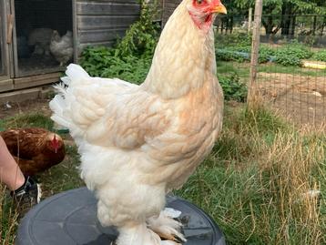 Brahma groothoender hen beschikbaar voor biedingen