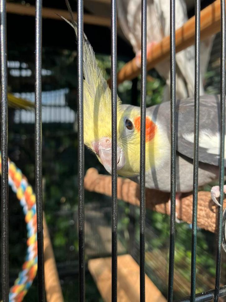 HALF TAMME VALKPARKIETEN VANAF 60 EURO/VOGEL, Dieren en Toebehoren, Vogels | Parkieten en Papegaaien, Parkiet, Meerdere dieren