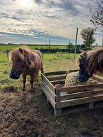 Verzorger gezocht!, Dieren en Toebehoren