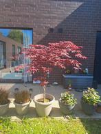 Japanse esdoorn Bloodgood, Tuin en Terras, Ophalen
