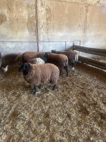 15 zware mooie rammen, Mâle, Mouton, 0 à 2 ans