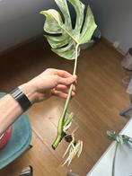 Monstera variegata stekjes geworteld met actief groeipunt, Ophalen