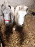 Nmprs merrie en hengstje appalooza, Jument