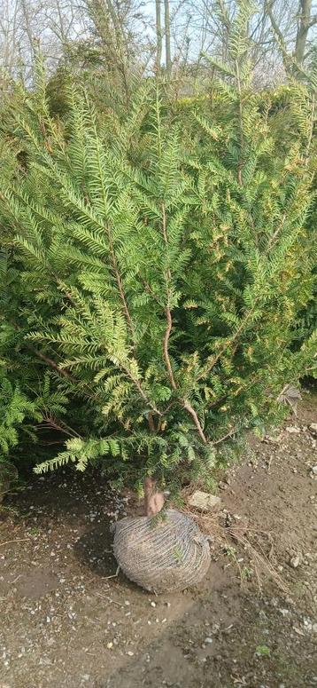 TAXUS IF HAAGPLANTEN POTGEKWEEKT PLANT ZE NU beschikbaar voor biedingen