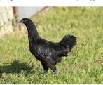 Ayam cemani, Dieren en Toebehoren, Pluimvee, Vrouwelijk, Kip