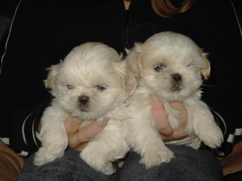 Shih Tzu pups, Dieren en Toebehoren, Honden | Chihuahua's en Gezelschapshonden, Meerdere dieren, Overige rassen, Fokker | Professioneel