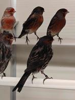 Zwart rood mozaïek kanaries, Dieren en Toebehoren, Vogels | Kanaries, Mannelijk, Kleurkanarie