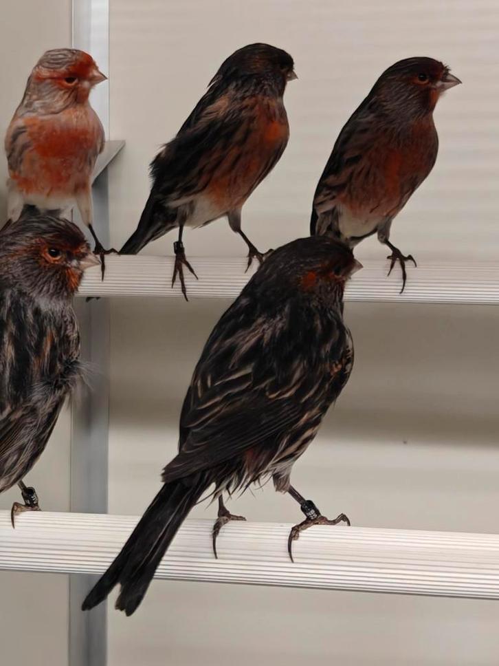 Zwart rood mozaïek kanaries, Dieren en Toebehoren, Vogels | Kanaries, Kleurkanarie, Mannelijk