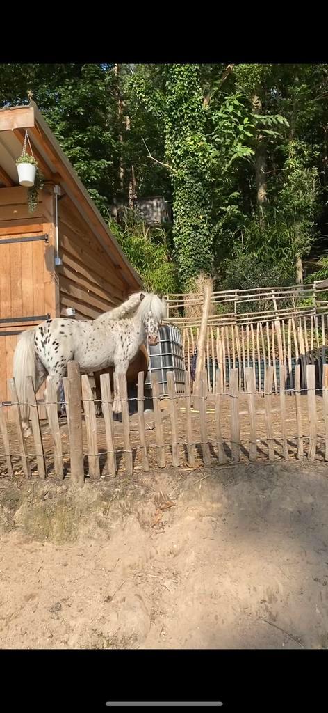 Mini hengst ter dekking, Dieren en Toebehoren, Paarden en Pony's | Dekhengsten en Fokmerries, Hengst