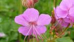 Geranium Macrorrhizum speciale actie, Ophalen, Halfschaduw
