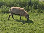Cameron schaap bok 5 maanden oud, Dieren en Toebehoren, Schapen, Geiten en Varkens