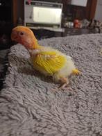 Rosser colis voor handopfok, Geslacht onbekend, Dwergpapegaai of Agapornis, Tam