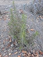 Rozemarijn plantje, Tuin en Terras, Ophalen