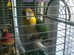 roestkop groendij caique, Dieren en Toebehoren, Geslacht onbekend, Papegaai, Geringd