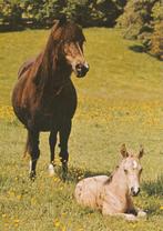 PAARD  MET  VEULEN, Verzamelen, Postkaarten | Dieren, Verzenden, Ongelopen, Paard
