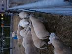 Lot ooien te koop, Dieren en Toebehoren, Schapen, Geiten en Varkens