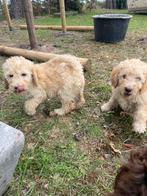 Mooie medium Labradoodle pups!, België, CDV (hondenziekte), 8 tot 15 weken, Labrador retriever