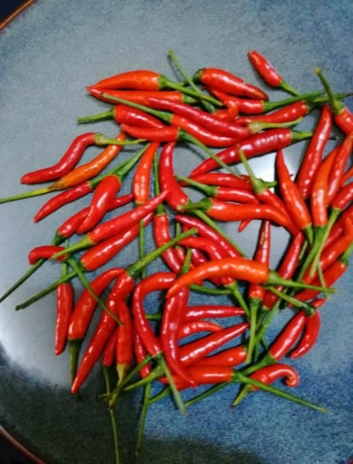 20 BIOLOGISCHE zaden van PILI PILI, ZEER HETE vogelpeper, Tuin en Terras, Bloembollen en Zaden, Voorjaar, Ophalen of Verzenden