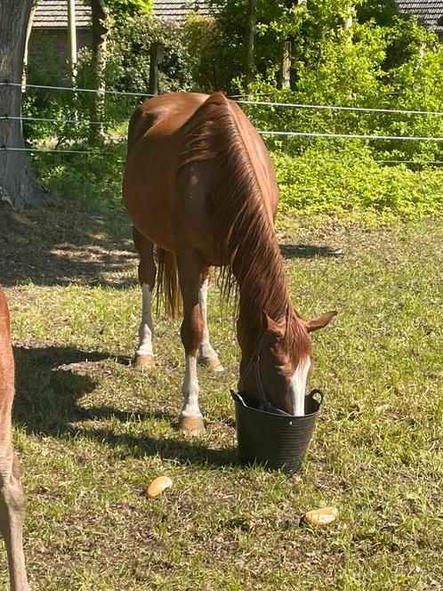 Kweekmerrie te koop, Dieren en Toebehoren, Paarden, Merrie