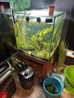 Aquarium complet avec population, Animaux & Accessoires, Comme neuf