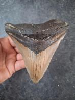 DENT MEGALODON LARGE USA 243 grammes 12,3 x 11,4 x 2,6 cm, Enlèvement ou Envoi, Fossile